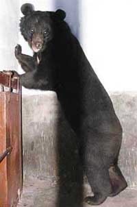 Kanta, a female bear, in her enclosure at the Tiger Safari on the Ludhiana-Jalandhar road