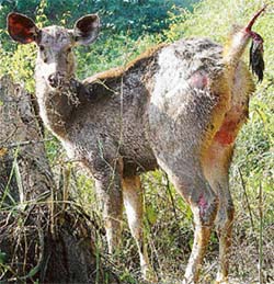 The injured female sambar waited for medical help for over six hours after it was hit by a vehicle near Old Panchkula on Thursday morning