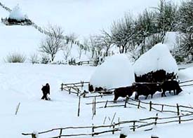 A man leads his cows through snow-covered fields at a village in southwest Kosovo on Thursday