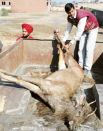 The carcass of the sambhar that died after being hit by a vehicle in Ludhiana on Friday
