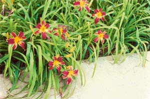 Daylilies are adaptable to different soils 