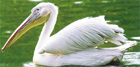 The great white Pelican