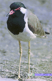 The red wattled lapwing