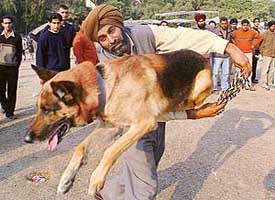 Jack, a five-year-old German Shepard, jumps through the ring of arms of his master Jaswant Singh from Mohali, at a dog show held at Leisure Valley, Sector 10, Chandigarh, on Sunday