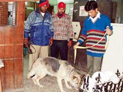 Policemen, along with a dog squad, look for clues at the Madhopuri branch of the Central Bank of India in Ludhiana