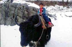A kid enjoys yak ride at the snow-clad Solang valley