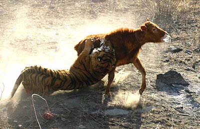 A tiger, Bali, catches a calf at Jinan Zoo