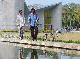 Mithun and Chandaal, the two langoors, employed by the PU to drive away monkeys from the campus on their job near Gandhi Bhavan on Thursday