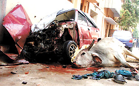 The quadruped and the mangled remains of a car in the Capital on Friday