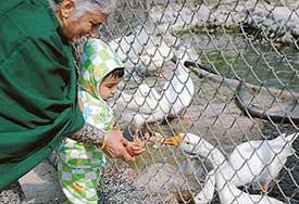A child being helped by his grandmother to feed ducks at the Nehru Rose Garden in Ludhiana.