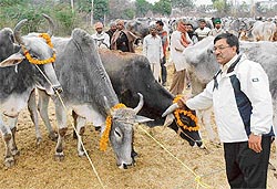 Mr Kewal Garg, a Dera Bassi industrialist, who purchased 402 bullocks from a cattle transporter following permission from court, in Mubarikpur village near Dera Bassi on Sunday. 