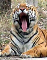 A tiger yawns in the Tiger Safari in Ludhiana on Monday
