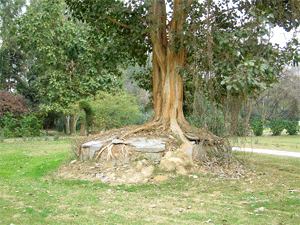 The roots of a tree have covered a well completely in Challih Khuh Park
