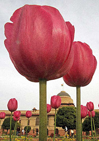 Tulips bloom in Mughal Gardens during a press preview inside the Rashtrapati Bhavan compound in New Delhi on Wednesday.