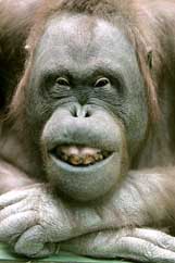 A young orangutan 'poses' for a photographer in its cage