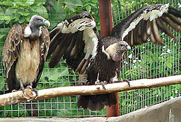 A vulture at the BNHS-run Vulture Care Centre near Pinjore.