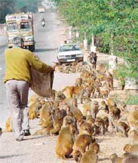 A group of monkeys on the Panchkula-Naraingarh National Highway