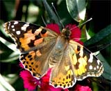 The blooming flower, a manifestation of the coming spring, attracting a butterfly