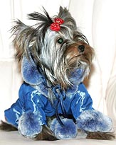 A Yorkshire terrier sports an outfit by a Russian designer at a pets' tailoring workshop in Moscow on Saturday
