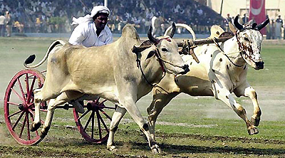 A Pakistani farmer participates in a cattle race as part of a national exhibition in Lahore on Monday