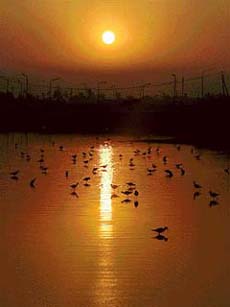 The sun spreads its gold as it sets over this water body