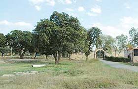 Trees in Nahan Kothi in Sector 12-A, Panchkula, even after residential plots have been allotted on the land