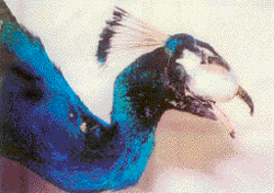 The tumour pressing on the eye of the peacock