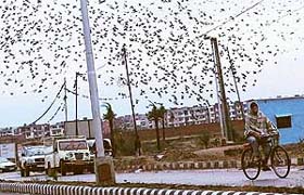 A flock of mynahs flies back to nests on cold Sunday evening near a road bordering Mohali in Sector 48, Chandigarh