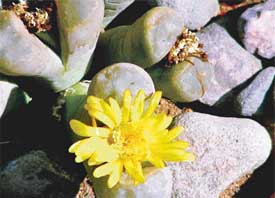 Lithopus
