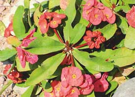 Euphorbia (hybrid)