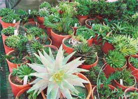 Howorthias