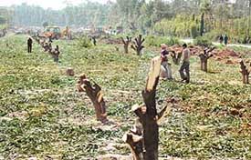 The stumps of mango trees that were axed for widening of a road leading to the IT Park in Kishangarh village in Chandigarh