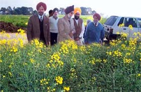 PAU experts at a mustard field at Dharamgarh village