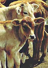 Baby Doe was the first cloned calf