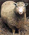 Dolly, first cloned sheep