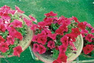 Petunias should not be grown in very rich soil