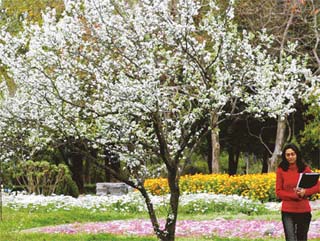 The Romance of Spring