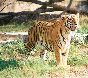 Due to Project Tiger, the tiger population has come up from 895 to 3642