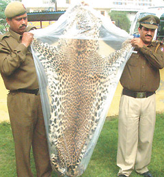 Police personnel showing a leopard skin seized in the Capital on Wednesday