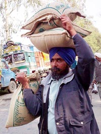 A farmer takes home four bags of high-yielding seed from the Kisan Mela at Rakhra in Patiala on Thursday.