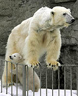 Polar bear Olinka and her three-month-old cub lean on a fence