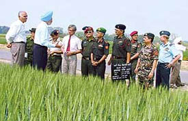 A scientist of the Punjab Agricultural University showing the specially bred wheat variety to a visiting delegation of senior Army officers from the National Defence College on Monday. 