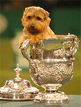 Coco, a six-year-old Norfolk Terrier, rests on the trophy after she was named Crufts 2005 supreme champion in Birmingham