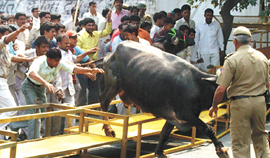 Dairy owners with their animals under the banner of Pathik Sena protesting against their removal at Delhi Vidhan Sabha in the Capital on Wednesday