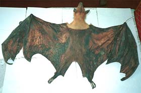 A specimen of the flying fox, which is common species in India