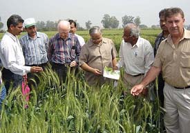 Nobel Laureate Dr Norman E. Borlaug  examines wheat crop at a field of the Directorate of Wheat Research in Karnal 