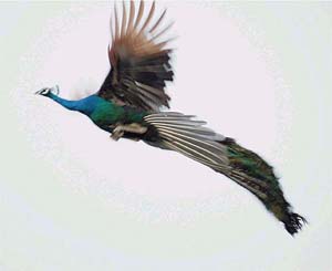 A magnificent peacock captured in mid-flight on camera