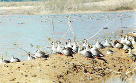 Seasonal migrants at the lake need protection