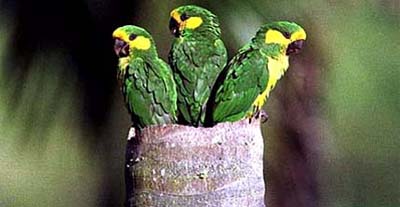 Three yellow-eared parrots perch on their nest in a wax palm tree in the mountains of Colombia in this May 23, 1999 file photograph
