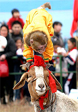 A monkey performs a hand stand on the horns of a goat during a show at a zoo in Luoyang, China, on Sunday